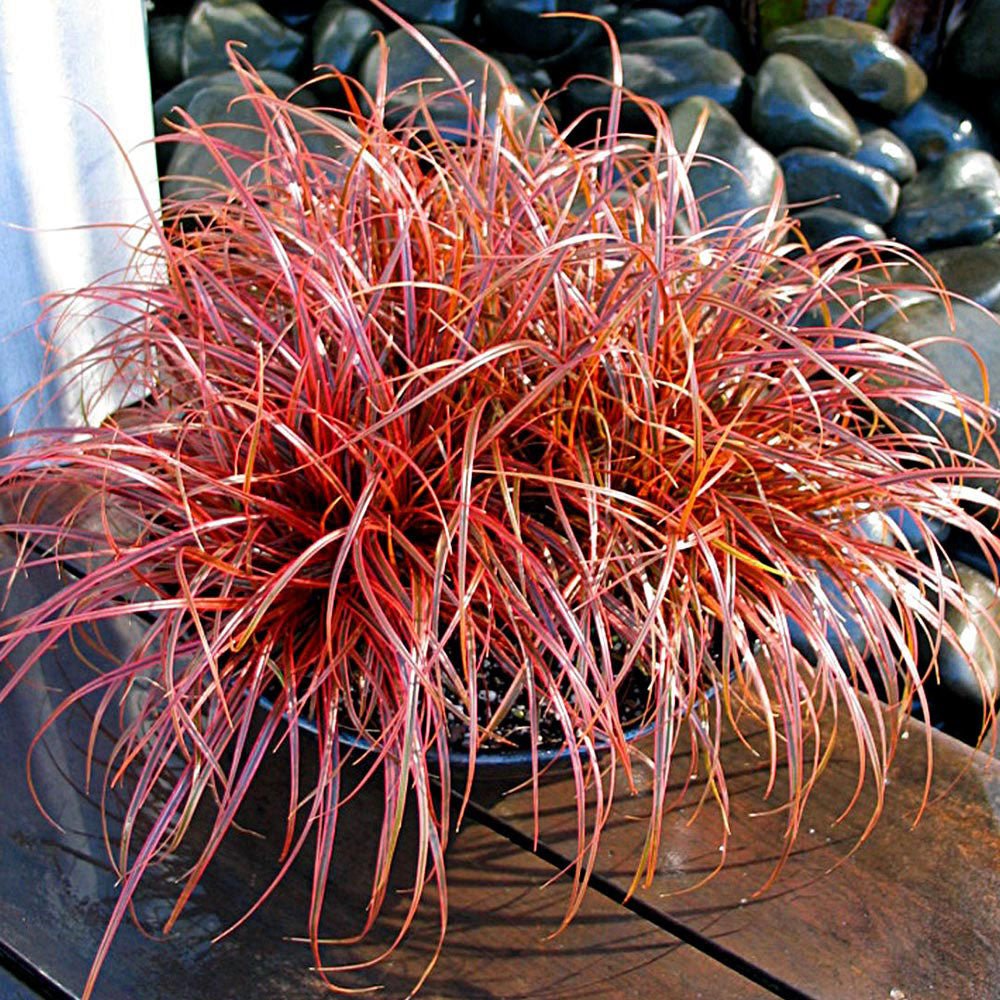 Red Hook Sedge Belindas Find (Uncinia rubra) - Ladybird Nursery
