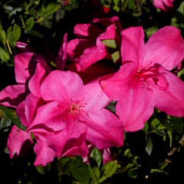 Azalea Carnival Queen