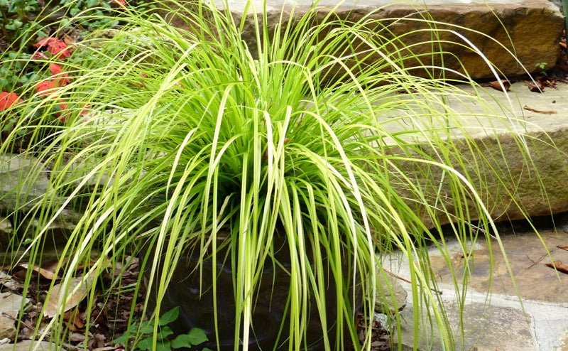 Sedge Everillo (Carex oshimensis)