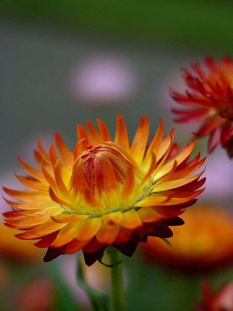 Strawflower Nielsens Gold (Xerochrysum)