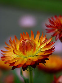Strawflower Nielsens Gold (Xerochrysum) - Ladybird Nursery