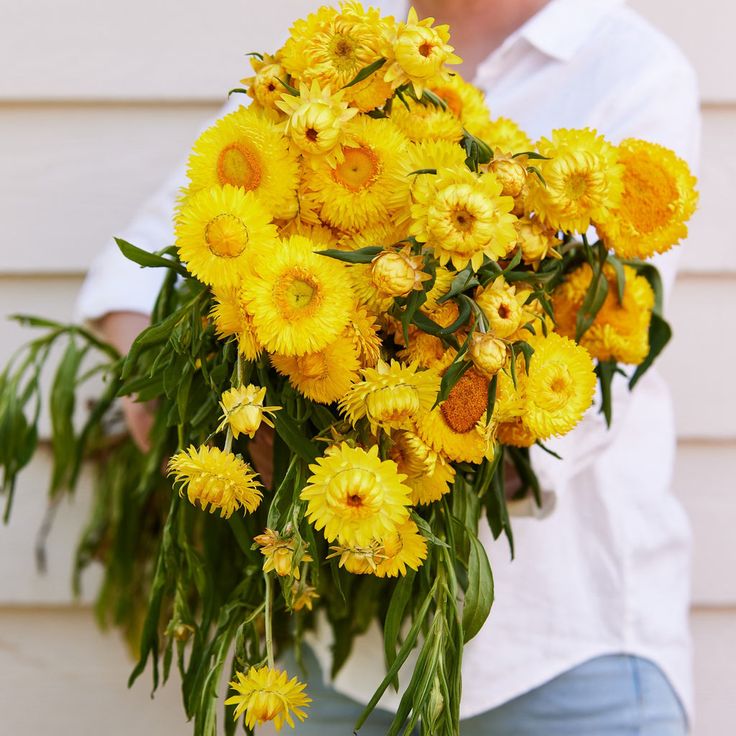 Strawflower Lemon Duchess (Xerochrysum) - Ladybird Nursery