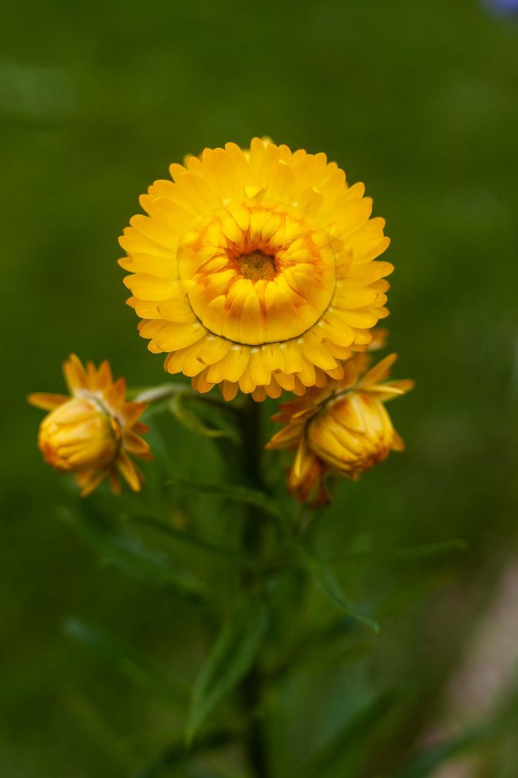 Strawflower Lemon Duchess (Xerochrysum) - Ladybird Nursery