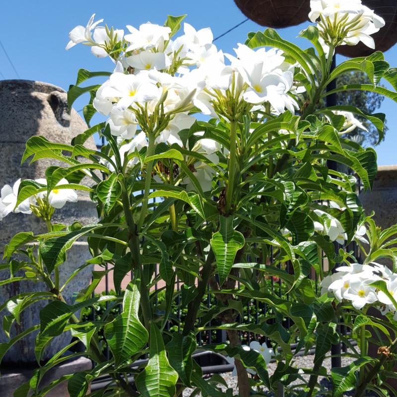 Everlasting Love Frangipani (Plumeria pudica)