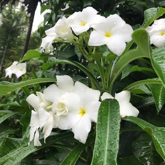 Everlasting Love Frangipani (Plumeria pudica) - Large - Ladybird Nursery