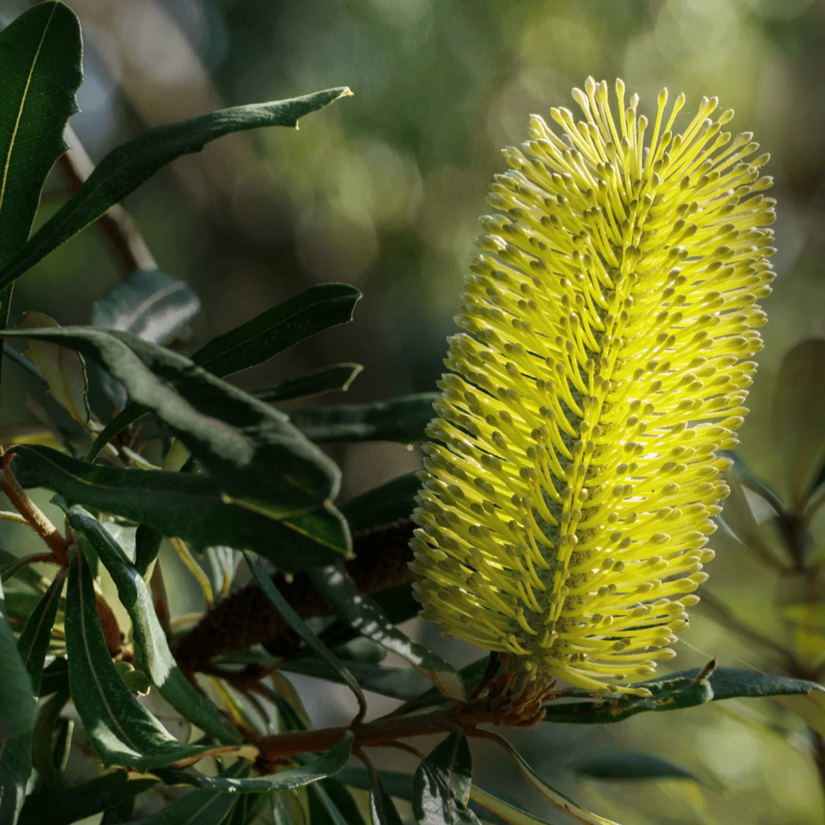 Coast Banksia (Banksia integrifolia) - Ladybird Nursery