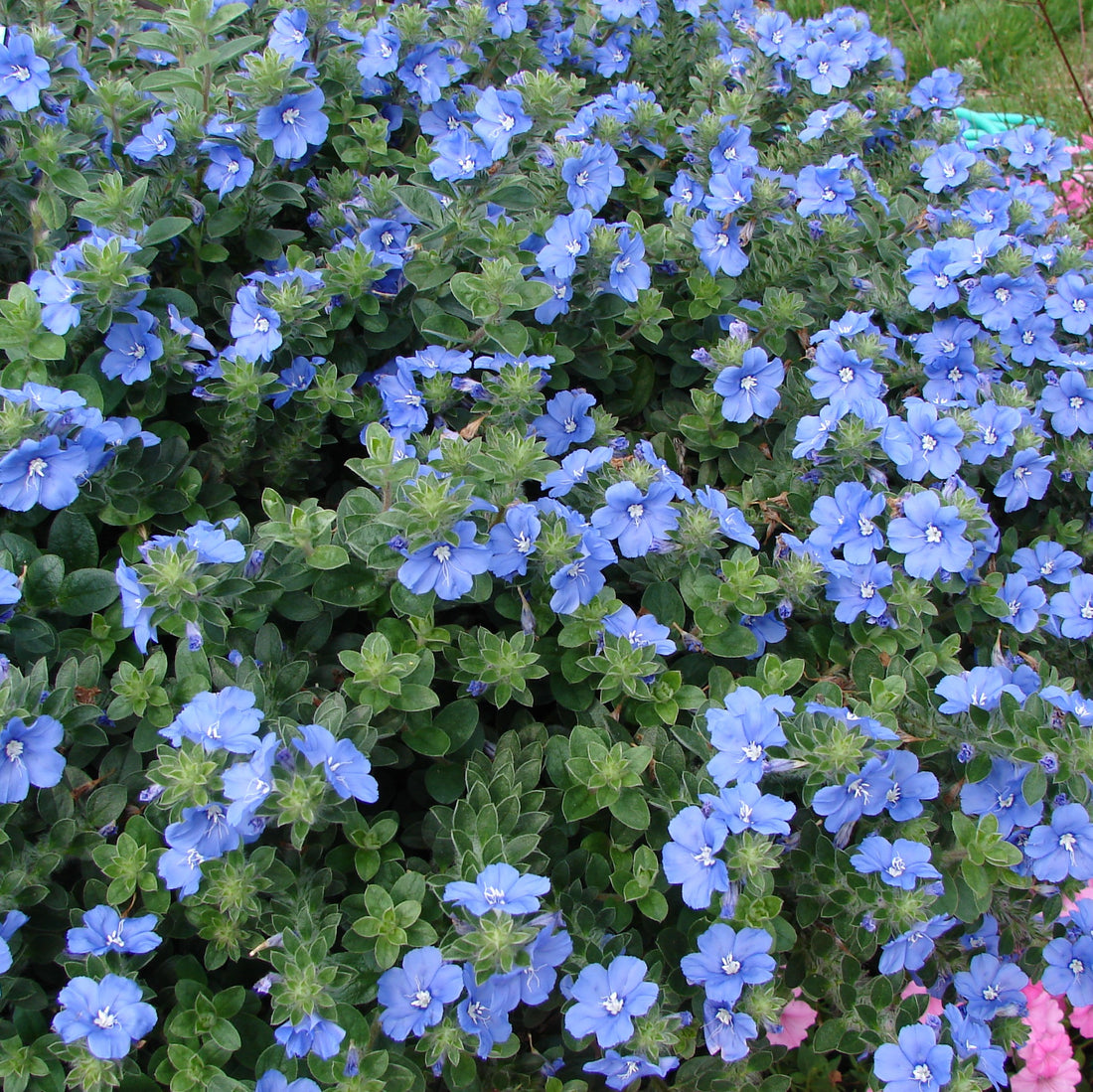 Blue Daze My Mind (Evolvulus Blue) - Ladybird Nursery