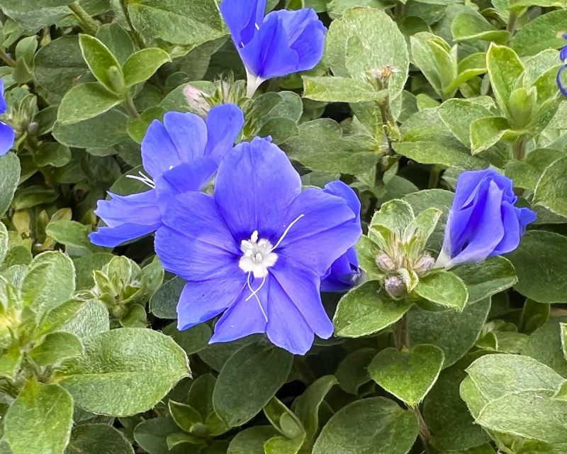 Blue Daze (Evolvulus pilosus)