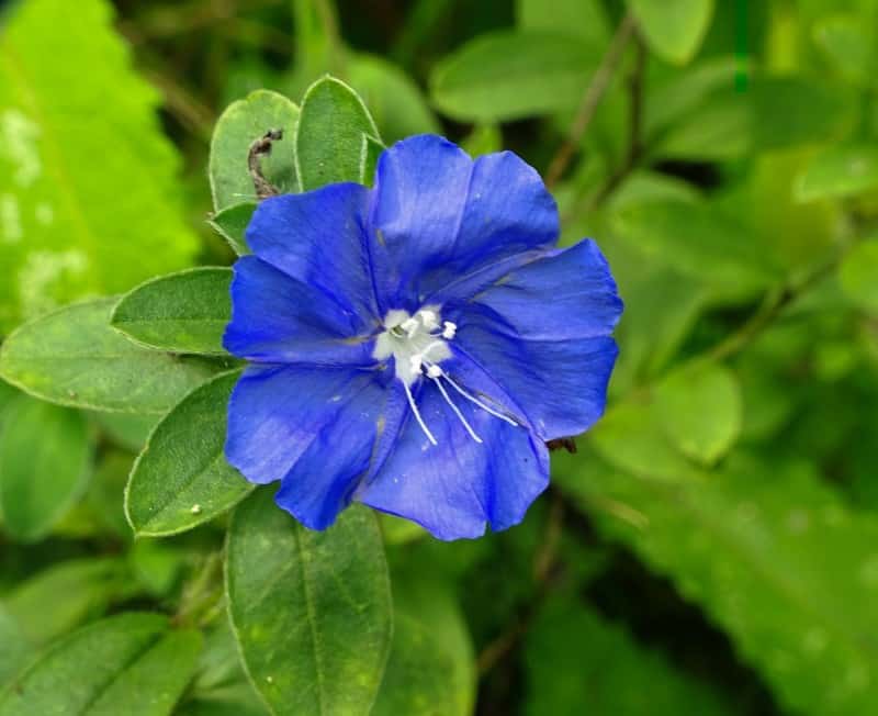 Blue Eyes (Evolvulus pilosus)