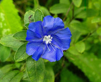 Blue Eyes (Evolvulus pilosus)