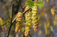European Hornbeam (Carpinus betulus)