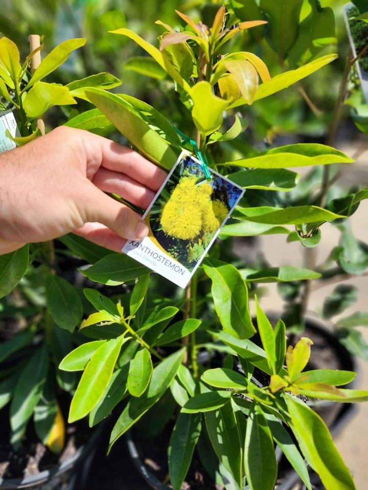 Expo Gold Penda (Xanthostemon chrysanthus) - Ladybird Nursery