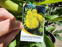 Expo Gold Penda (Xanthostemon chrysanthus)