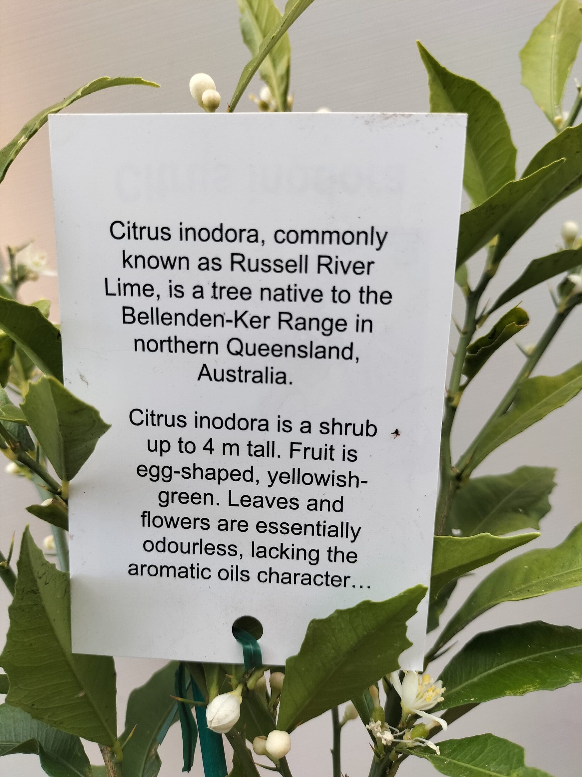 Russel River Lime (QLD Only) - Ladybird Nursery