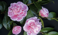 Camellia Ardoch (Camellia japonica)