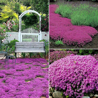 Creeping Crimson Thyme (Thymus serpyllum ‘Coccineus’)
