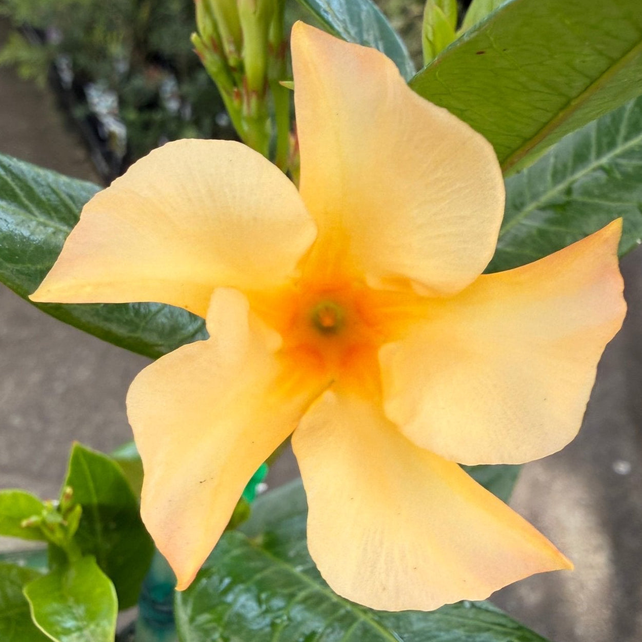 Mandevilla ‘Sun Parasol Gold’ - Ladybird Nursery