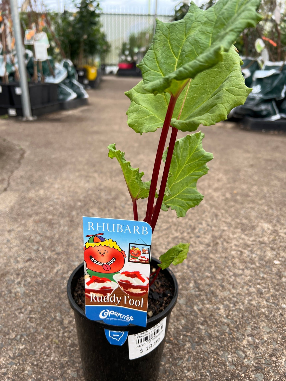 Rhubarb 'Ruddy Fool' (Rheum x hybridum) - Ladybird Nursery