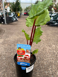 Rhubarb 'Ruddy Fool' (Rheum x hybridum) - Ladybird Nursery