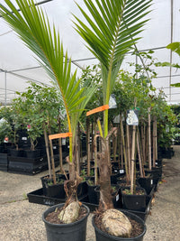 Coconut Palm - Green (Cocos nucifera) - Ladybird Nursery