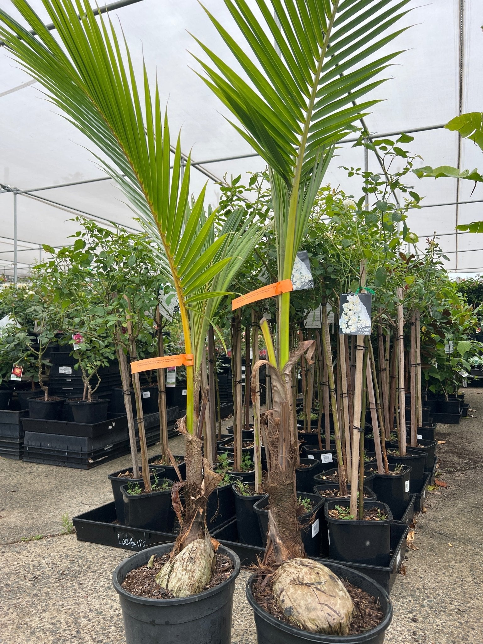 Coconut Palm - Green (Cocos nucifera) - Ladybird Nursery