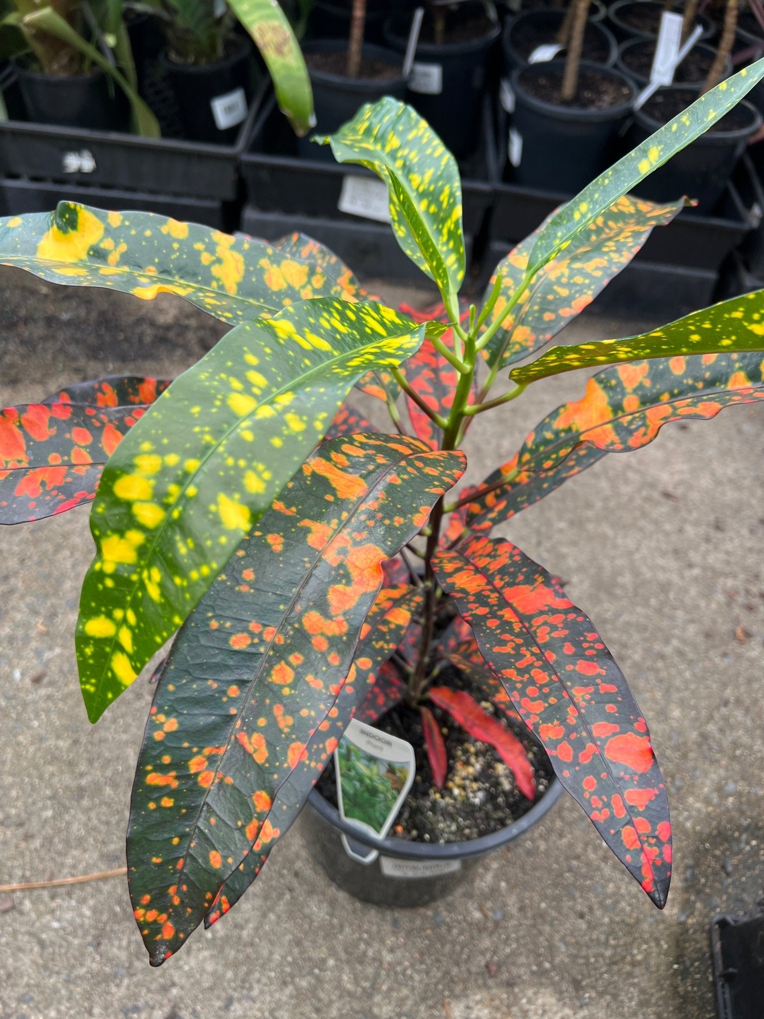 Croton 'Mad Painter' (Codiaeum variegatum) - Ladybird Nursery