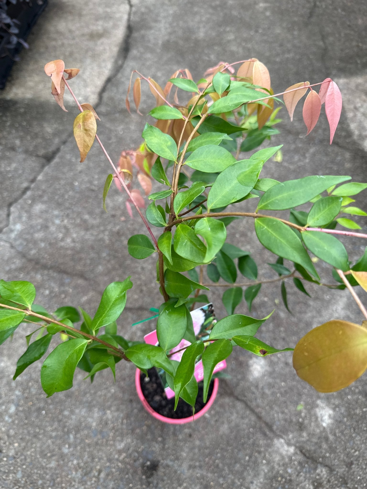 Lilly Pilly ‘Pink Cascade’ (Syzygium australe) - Ladybird Nursery