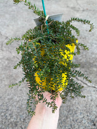 Guinea Flower 'Little Rocker' (Hibbertia vestita) - Ladybird Nursery