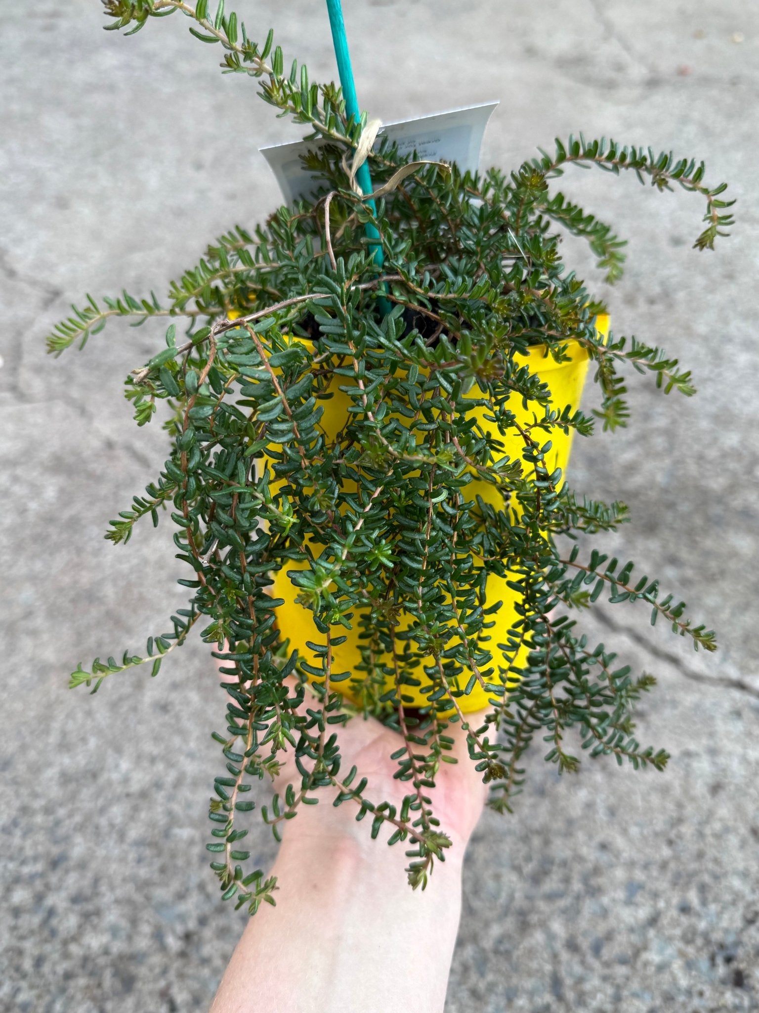 Guinea Flower 'Little Rocker' (Hibbertia vestita) - Ladybird Nursery