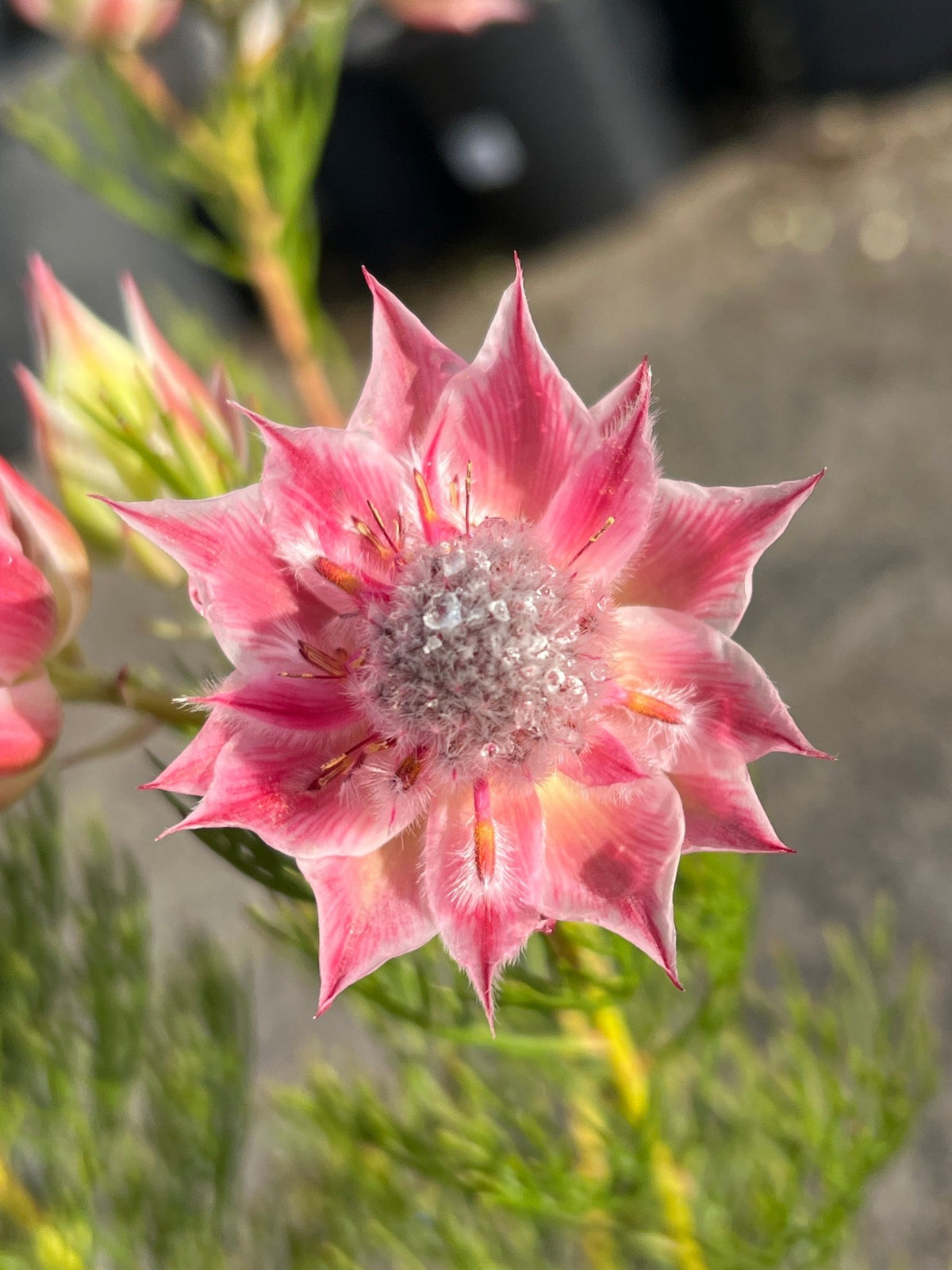 Serruria 'Pretty in Pink' - Ladybird Nursery