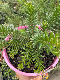 Grevillea ‘Woolly Bear Hero’ - Ladybird Nursery
