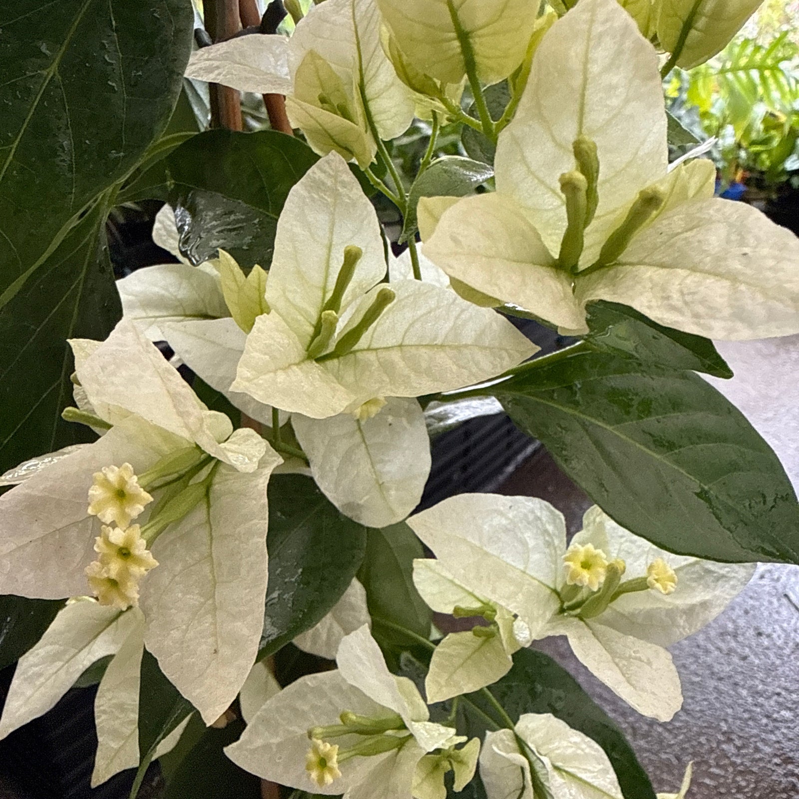 Bougainvillea 'Mauna Kea' (Bougainvillea glabra) - Medium