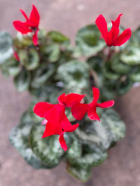 Cyclamen Leopardo Large 'Red' - Ladybird Nursery