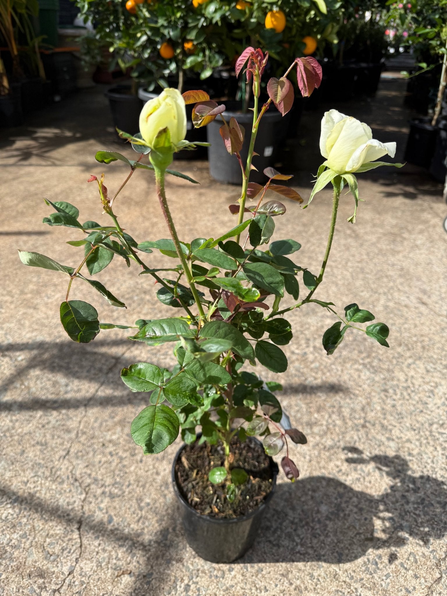 Rose 'Honour' (Rosa) - Ladybird Nursery
