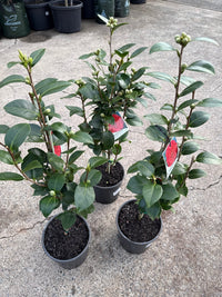 Camellia Little Red Riding Hood (Camellia japonica) - Ladybird Nursery