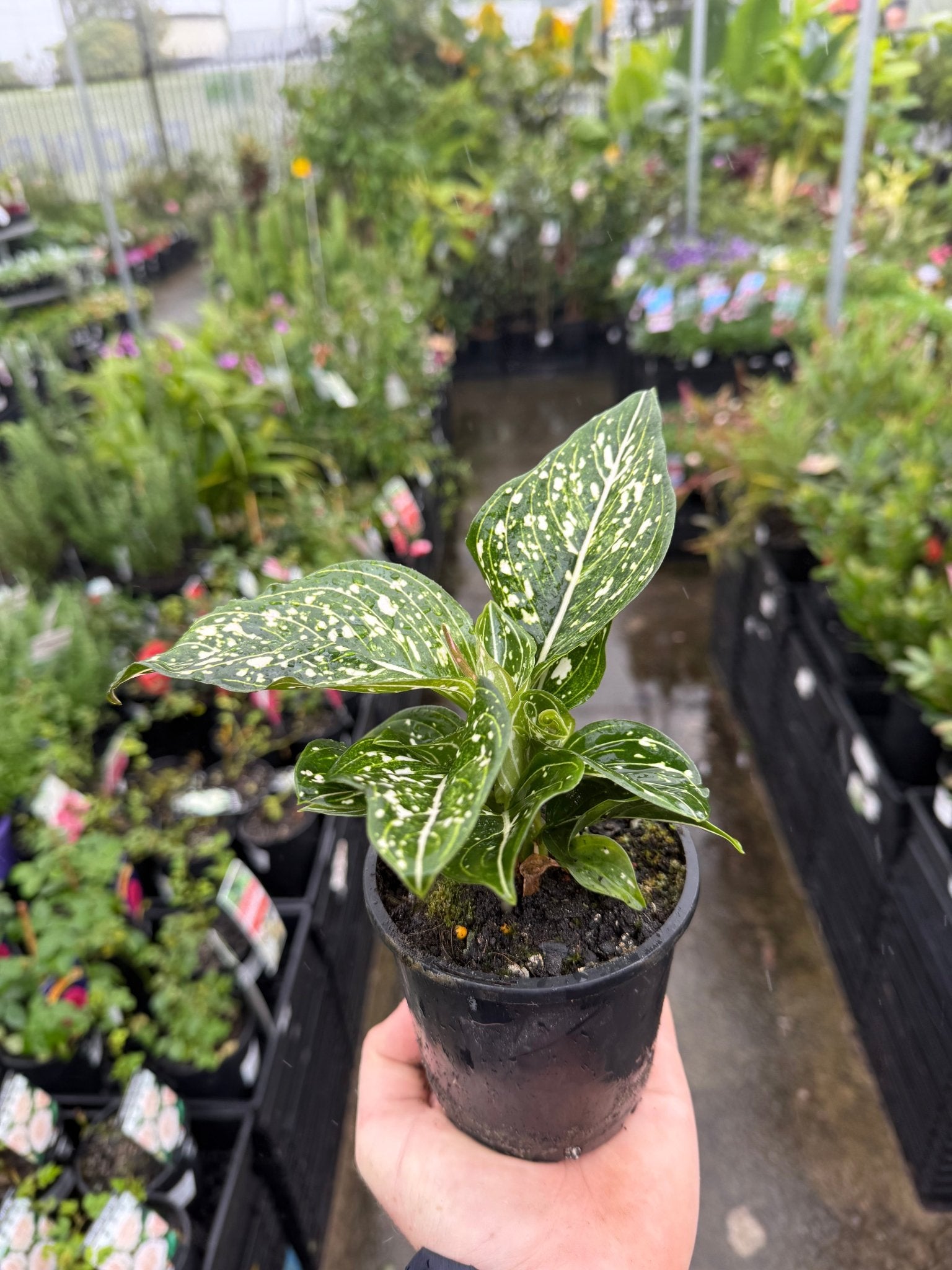 aglaonema toms pride Aglaonema 'Tom's Pride' Plant – Buy Now! – Ladybird Nursery