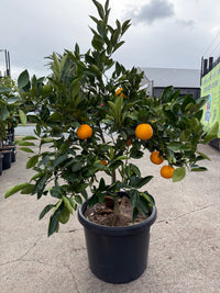 Orange 'Lanes Late Navel' Advanced 500mm Pot (PICK UP ONLY)