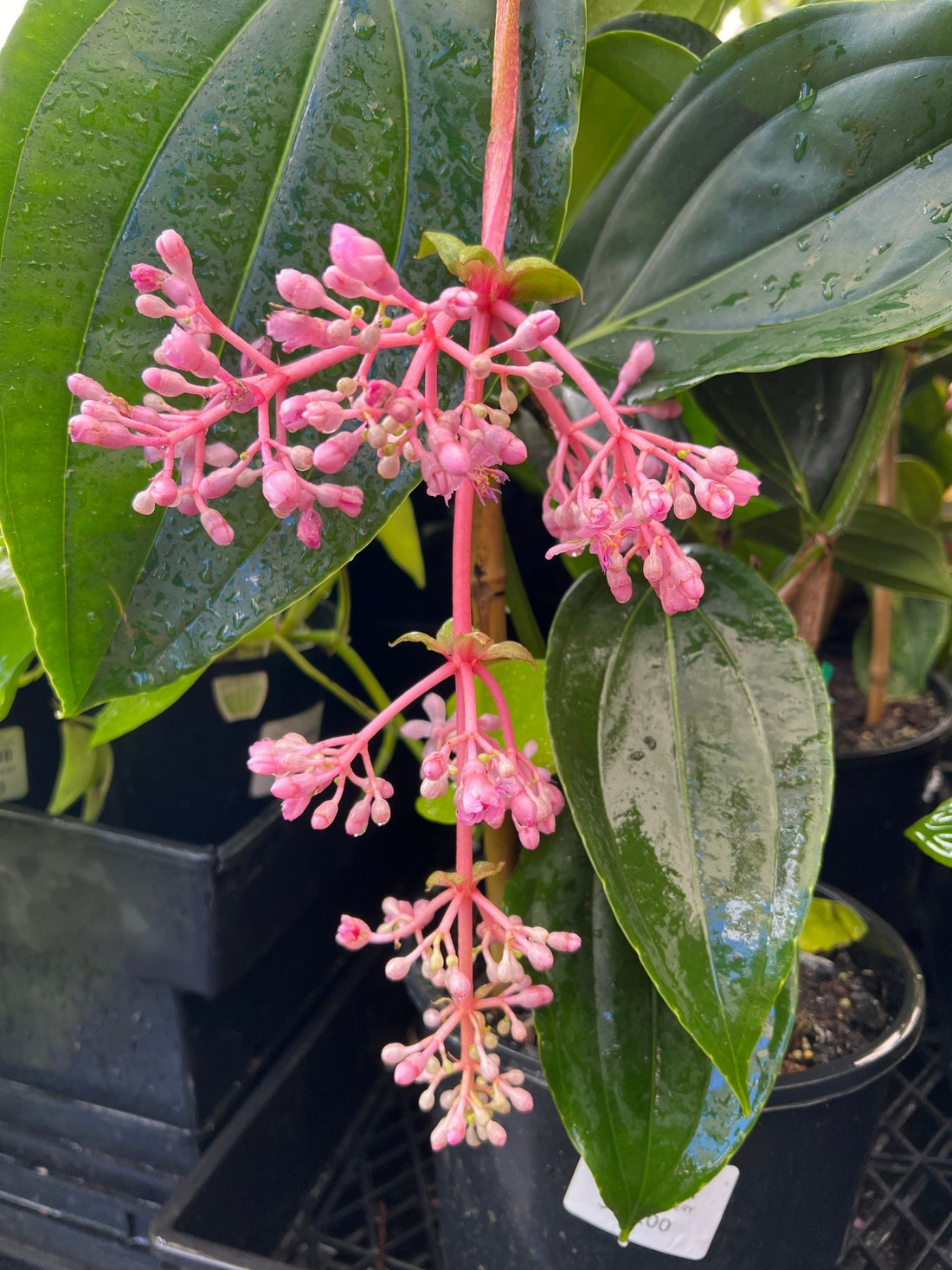 Medinilla Cliff Hanger (Medinilla banahaensis) - Ladybird Nursery