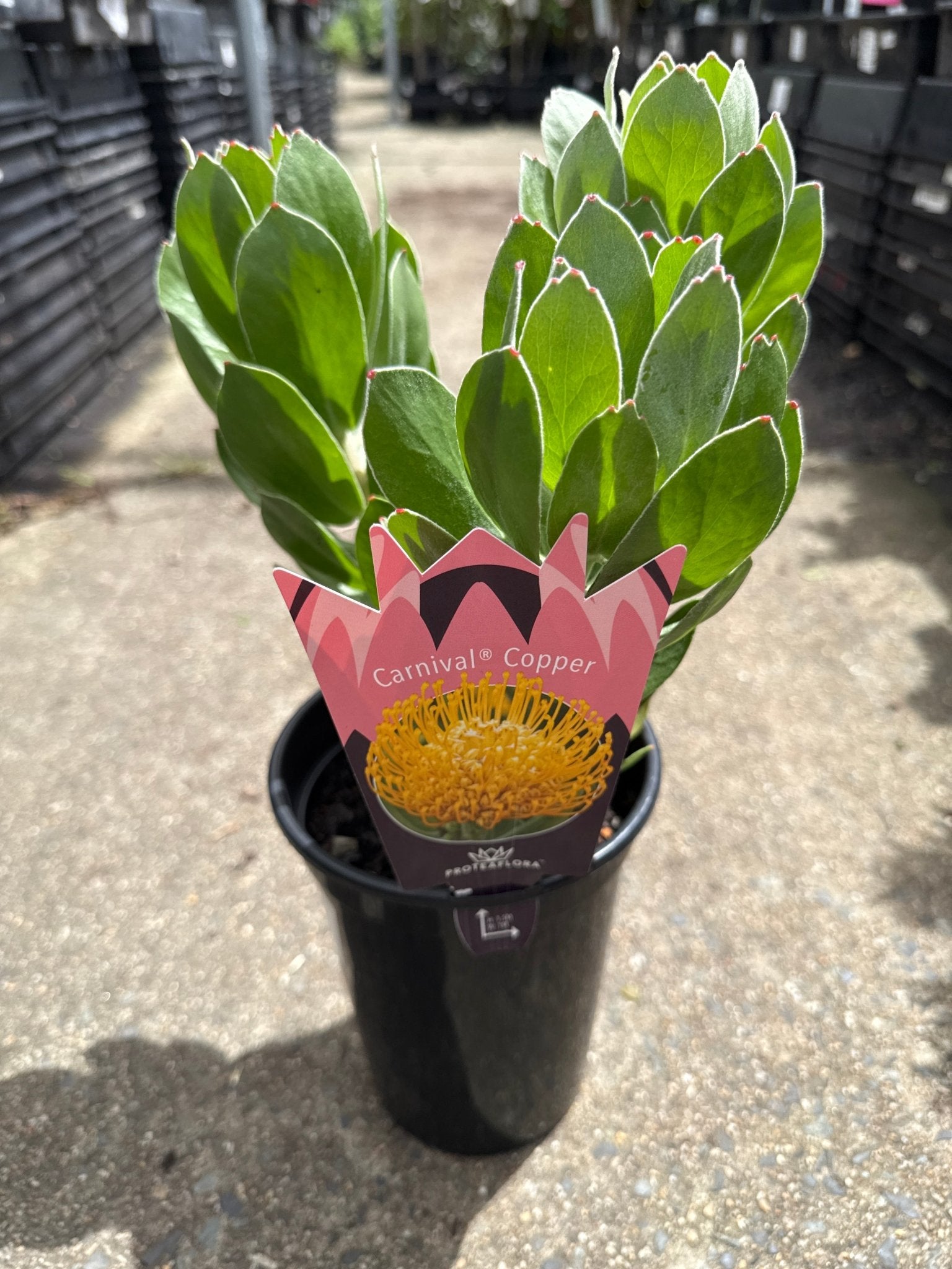 Leucospermum 'Carnival Copper' - Ladybird Nursery