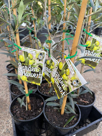 Dwarf Olive 'Garden Harvest' - Ladybird Nursery