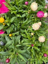 Paper Daisy 'Granvia' (Bracteantha bracteata) - Ladybird Nursery