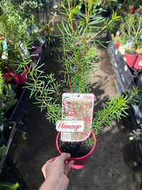 Boronia 'Flamingo' - Ladybird Nursery