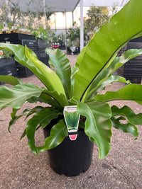 Bird's Nest Fern (Asplenium australasicum) - Large - Ladybird Nursery
