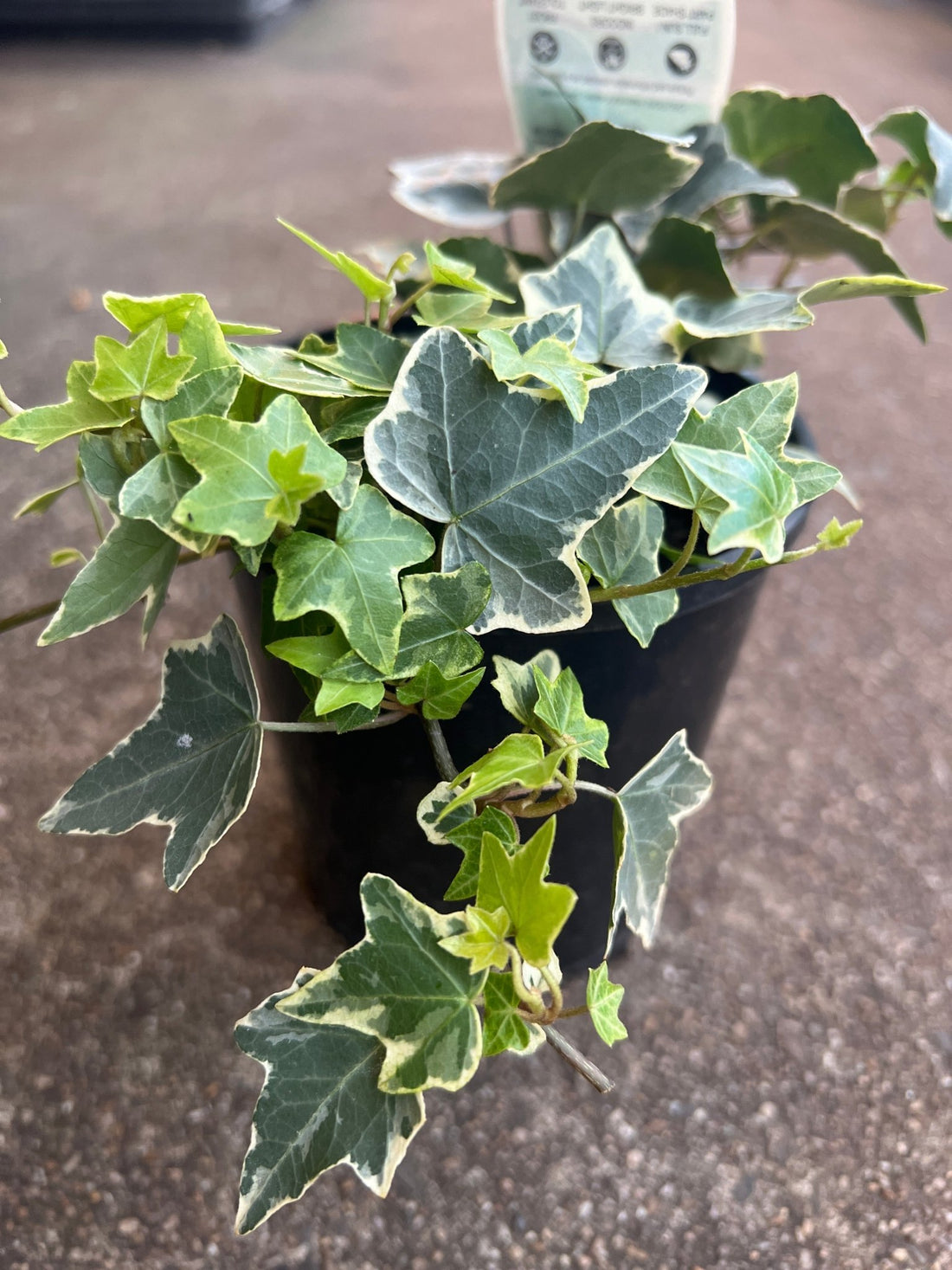 White Ivy (Hedera cascade) - Ladybird Nursery