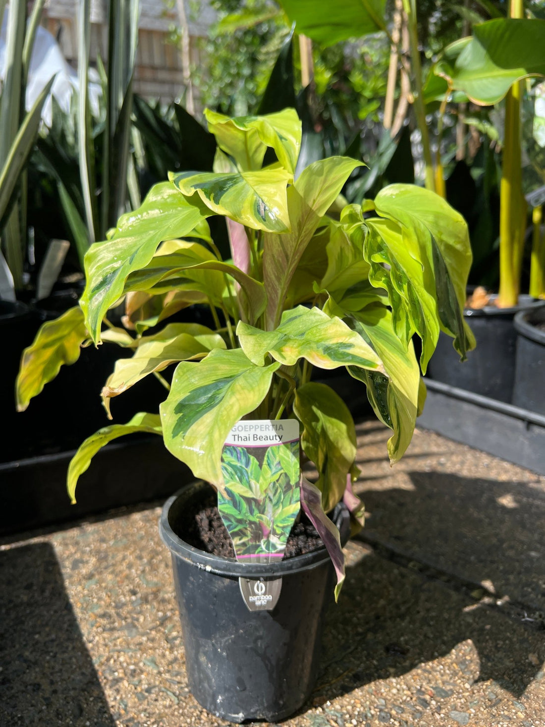 Thai Beauty (Goeppertia louisae) - Ladybird Nursery