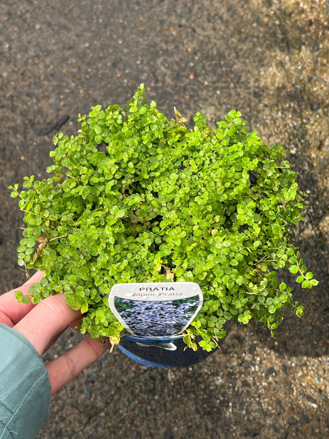 Blue Star Creeper (Pratia pedunculata) - Ladybird Nursery