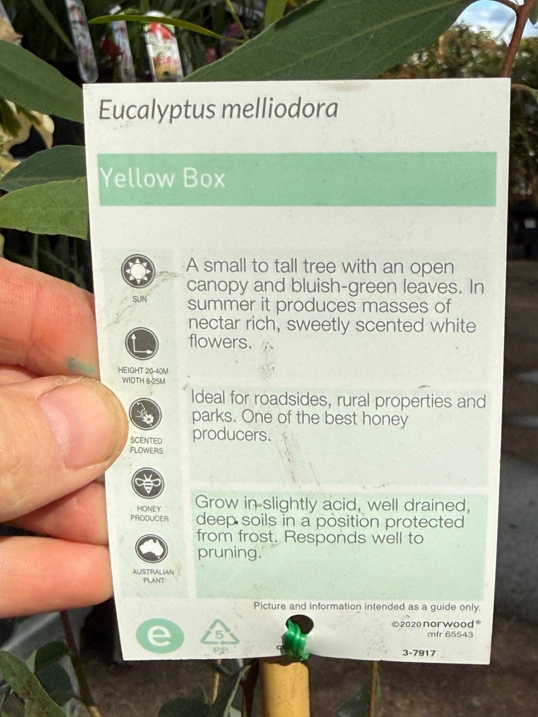 Yellow Box Tree (Eucalyptus melliodora) - Ladybird Nursery