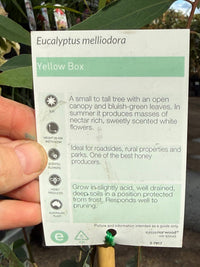 Yellow Box Tree (Eucalyptus melliodora) - Ladybird Nursery