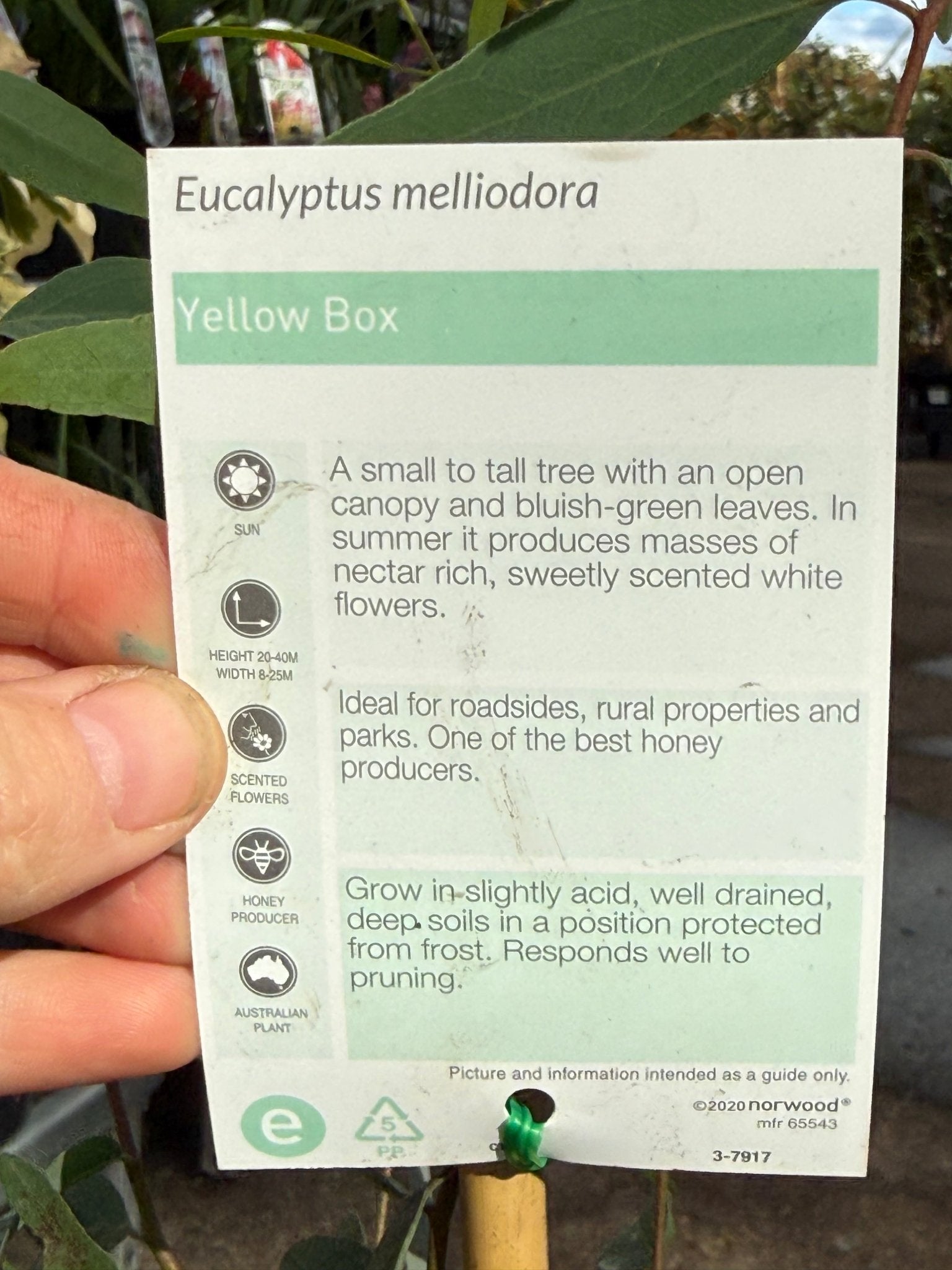 Yellow Box Tree (Eucalyptus melliodora) - Ladybird Nursery