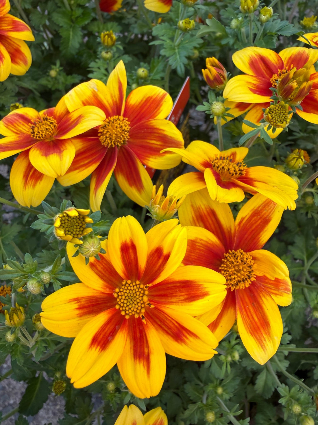 Bidens ferulifolia 'Bidy Boom Red Eye' - Ladybird Nursery
